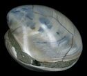 Polished Fossil Clam - Medium Size #5275-2